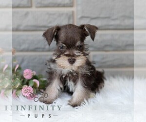 Schnauzer (Miniature) Puppy for sale in MIFFLINBURG, PA, USA