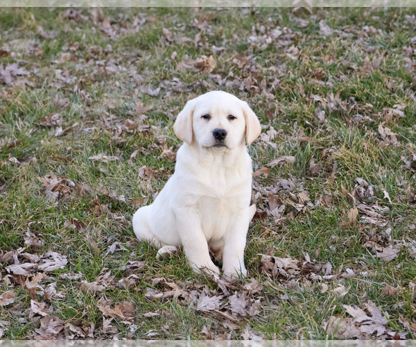 Medium Photo #8 Labrador Retriever Puppy For Sale in SYRACUSE, IN, USA