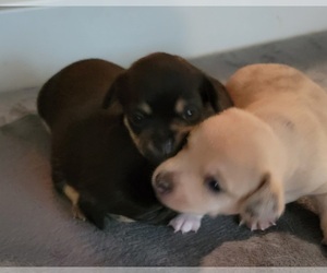 Chihuahua Puppy for sale in EVERETT, WA, USA