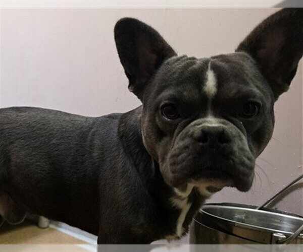Medium Photo #1 French Bulldog-Unknown Mix Puppy For Sale in Martinez, CA, USA