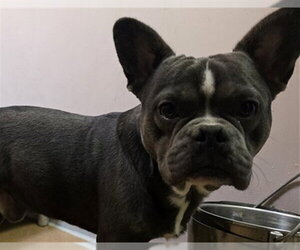 French Bulldog-Unknown Mix Dogs for adoption in Martinez, CA, USA