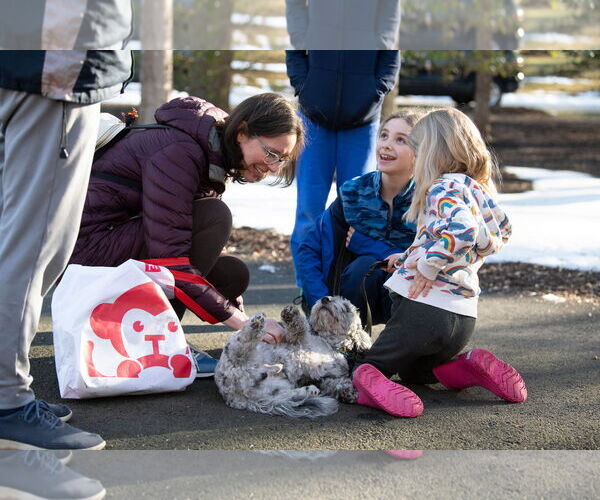 Medium Photo #7 Shih Tzu-Unknown Mix Puppy For Sale in Arlington, VA, USA