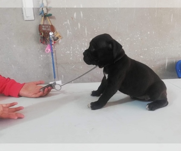 Medium Photo #7 Boxer Puppy For Sale in OAK LAWN, IL, USA