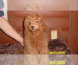 Poodle (Toy) Dog for Adoption in DULUTH, Georgia USA