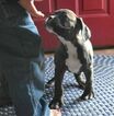 Small Photo #4 Boxer Puppy For Sale in KELLY, KS, USA