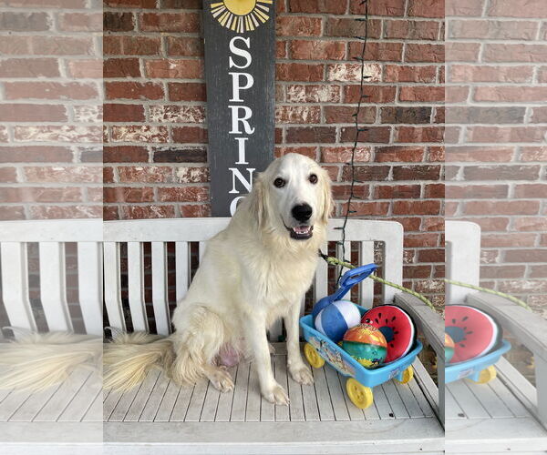 Medium Photo #7 Great Pyrenees Puppy For Sale in Spring, TX, USA