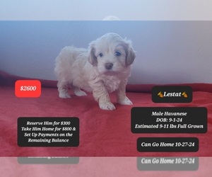 Havanese Puppy for sale in TUCSON, AZ, USA