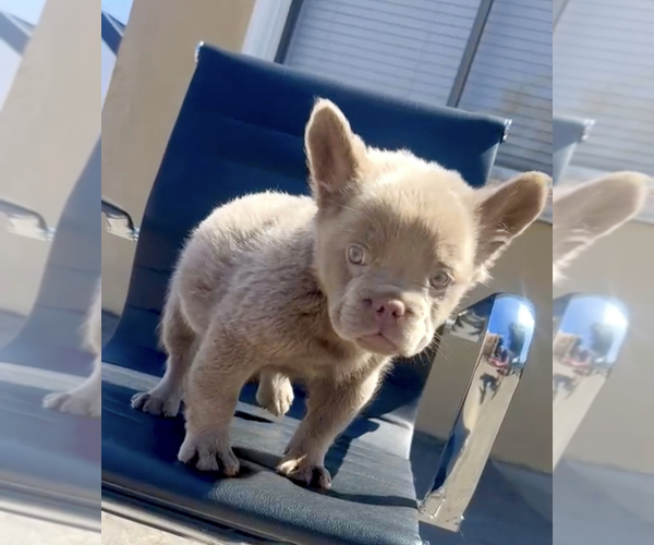 Medium Photo #10 French Bulldog Puppy For Sale in LONG BEACH, CA, USA