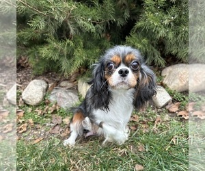 Mother of the Cavalier King Charles Spaniel puppies born on 11/21/2023