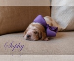 Puppy Sophy Basset Hound