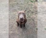 Small American Pit Bull Terrier-Bull Terrier Mix