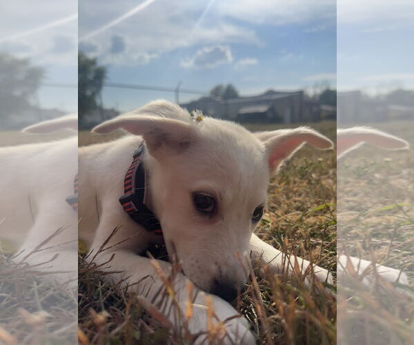Medium Photo #3 Mutt Puppy For Sale in Germantown, OH, USA