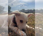 Small #2 Mutt