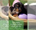 Small Photo #18 Rottweiler Puppy For Sale in COLUMBIA, MO, USA