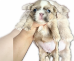 Small #3 Shih Tzu