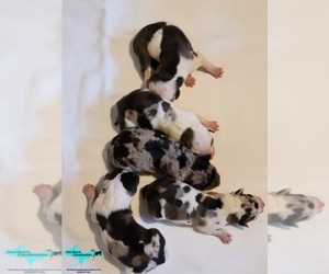 Catahoula Leopard Dog Puppy for sale in MORAN, MI, USA