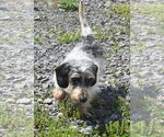 Small #9 Dachshund