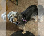 Small #2 Maltese Mix