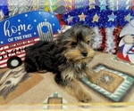 Small #7 Morkie