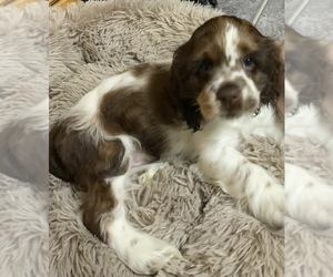 Cocker Spaniel Puppy for sale in MARBLE, NC, USA
