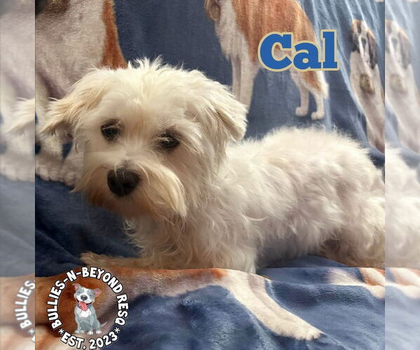 Medium Photo #4 Maltese Puppy For Sale in Omaha, NE, USA