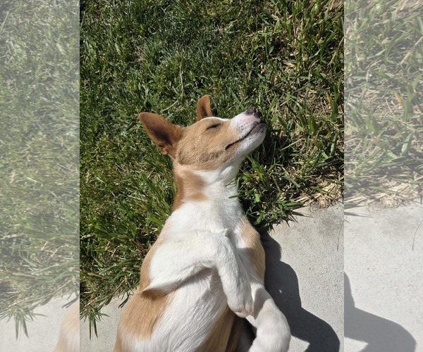 Medium Photo #10 Collie-Unknown Mix Puppy For Sale in Sandy, UT, USA