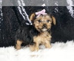 Puppy Chanel Yorkshire Terrier