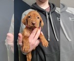 Small Photo #5 Vizsla Puppy For Sale in NEW YORK MILLS, MN, USA