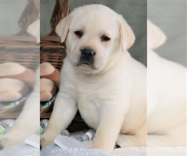Medium Photo #4 Labrador Retriever Puppy For Sale in SYRACUSE, IN, USA