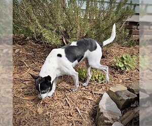 Rat Terrier Dogs for adoption in Atlanta, GA, USA