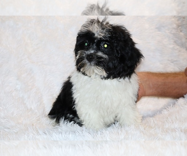Medium Photo #17 ShihPoo Puppy For Sale in DYERSBURG, TN, USA