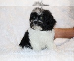 Small #16 ShihPoo