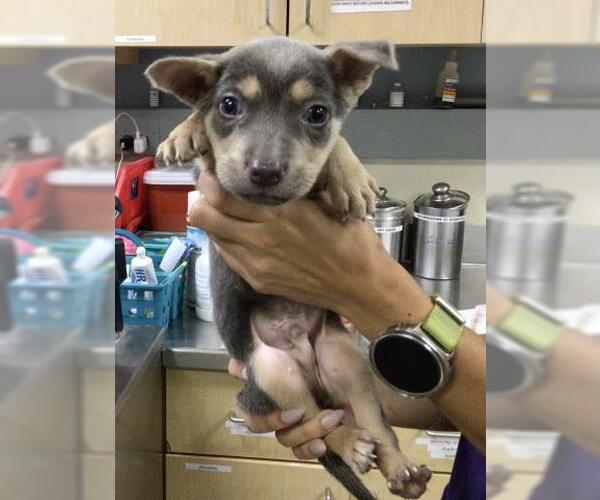 Medium Photo #1 American Pit Bull Terrier-Unknown Mix Puppy For Sale in Riverside, CA, USA