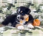 Small Photo #12 Pomeranian-Pomsky Mix Puppy For Sale in LAKELAND, FL, USA