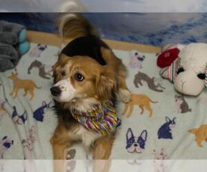 Beagle-Border Collie Mix Dogs for adoption in Placerville, CA, USA