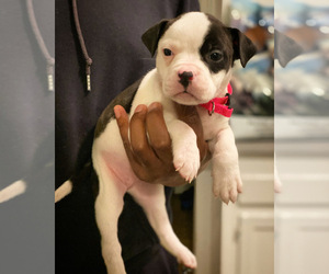 Bullypit Puppy for sale in INDEPENDENCE, MO, USA