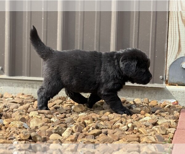 Medium Photo #1 Newfoundland Puppy For Sale in BRADYVILLE, TN, USA