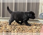 Puppy Black Newfoundland