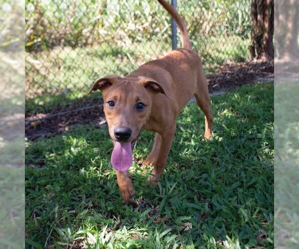 Medium Photo #4 Labrador Retriever-Unknown Mix Puppy For Sale in Canton, CT, USA