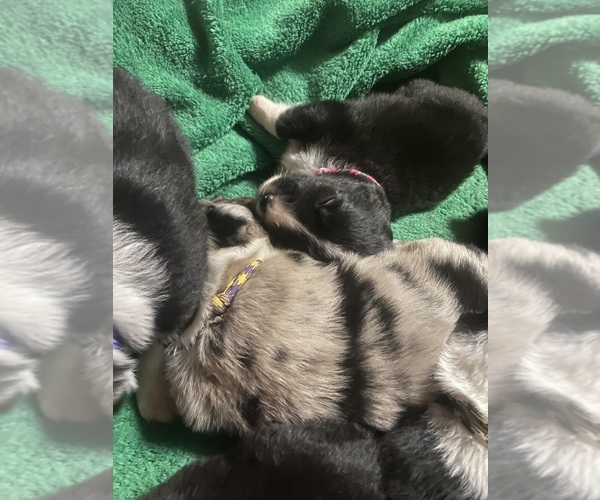 Medium Photo #4 F2 Aussiedoodle Puppy For Sale in ONAWAY, MI, USA