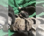 Small #3 F2 Aussiedoodle