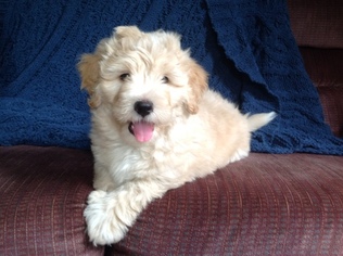 Sheepadoodle Puppy for sale in FT MITCHELL, KY, USA