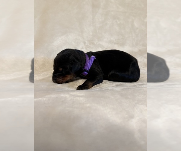 Medium Photo #1 Doberman Pinscher Puppy For Sale in LAFAYETTE, TN, USA