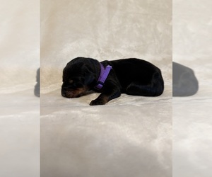 Doberman Pinscher Puppy for sale in LAFAYETTE, TN, USA