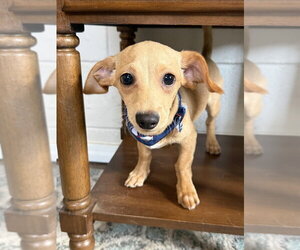 Ragnar - Male Dachshund-Unknown Mix Dog for Adoption - Photo #2
