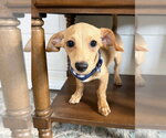 Small Photo #2 Dachshund-Unknown Mix Puppy For Sale in San Leon, TX, USA
