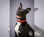 Small Photo #5 American Staffordshire Terrier-Unknown Mix Puppy For Sale in Raleigh, NC, USA