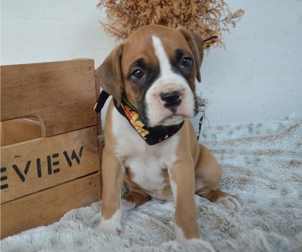 Medium Photo #1 Boxer Puppy For Sale in HONEY BROOK, PA, USA