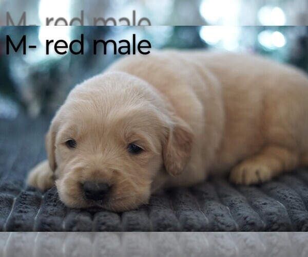 Full screen Photo #3 Golden Retriever Puppy For Sale in BRYANT, AL, USA