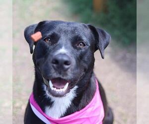 Labrador Retriever-Unknown Mix Dogs for adoption in San Antonio, TX, USA